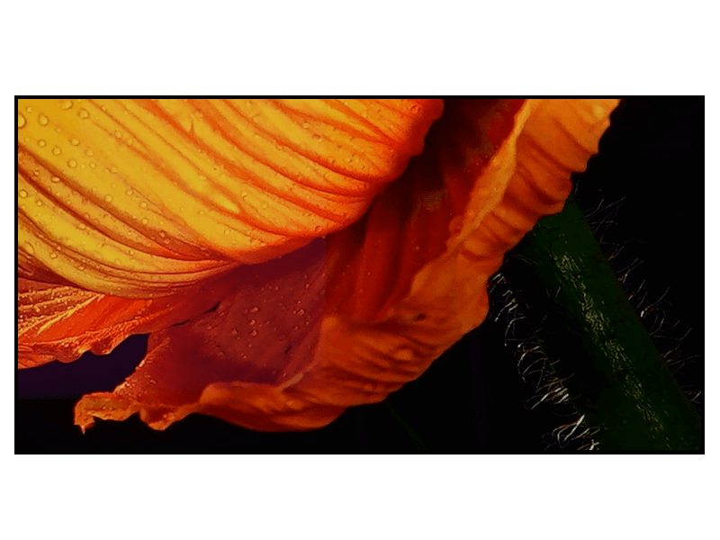 Профессиональный дисплей Bravia 4K HDR Sony FWD-55AF8/T